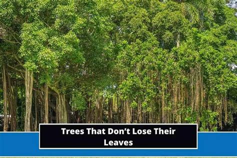 do trees in florida lose their leaves|deciduous trees in south florida.